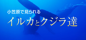 小笠原で見られるイルカとクジラ達